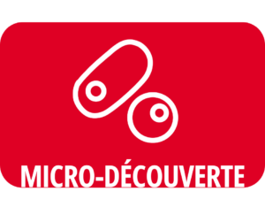 Micro-Découverte : Les premiers êtres vivants au monde