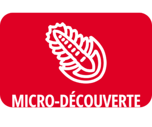 Micro-Découverte : Les premiers animaux marins