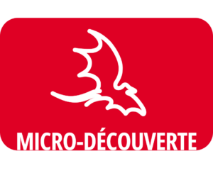 Micro-Découverte : Les créatures ailées